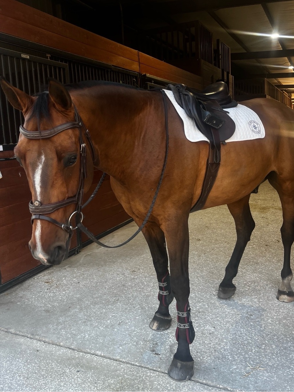 Antares bridle - Picture 4 of 5